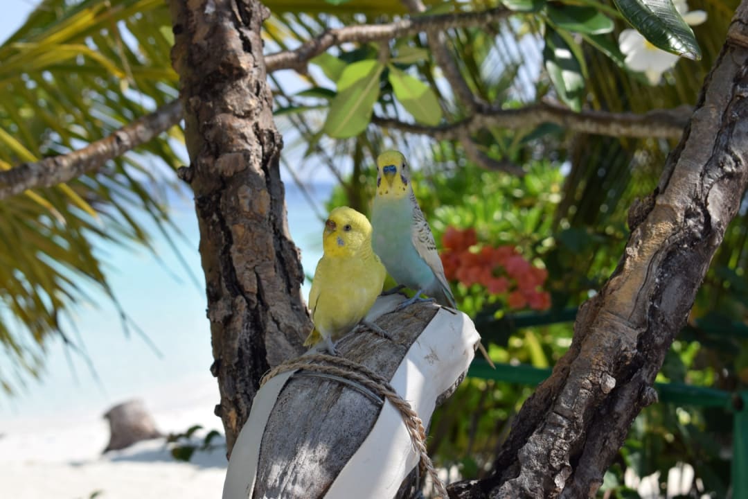 Strand Thulhagiri Island Resort