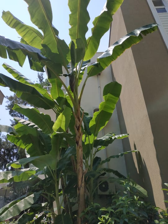 Gartenanlage Club Sidelya Hotel