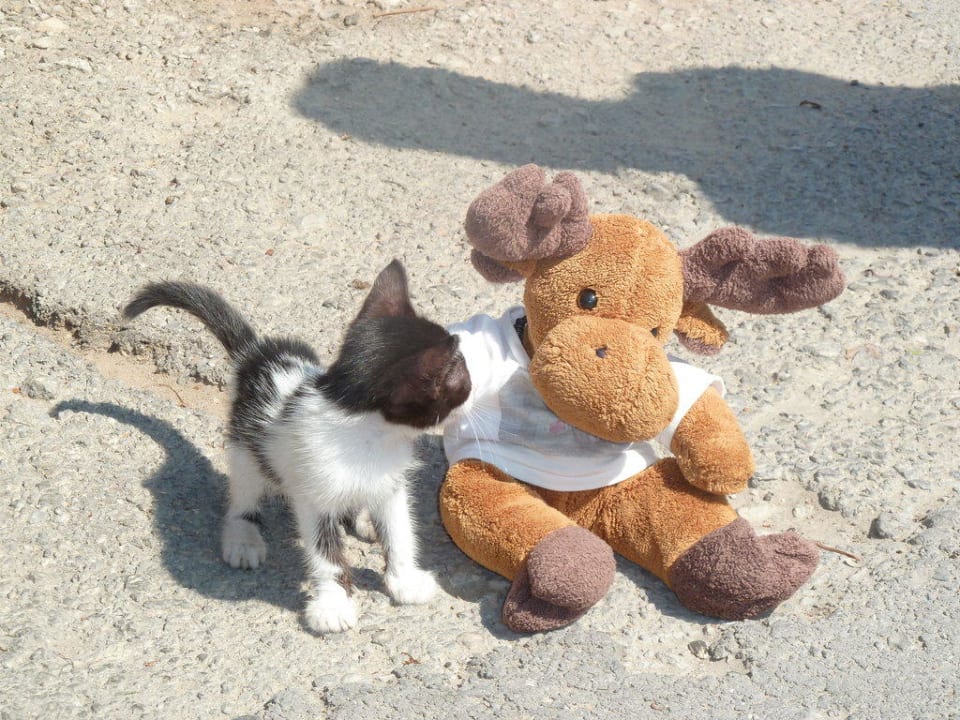 Allerlei merkwürdige Tiere Caravia Beach Hotel