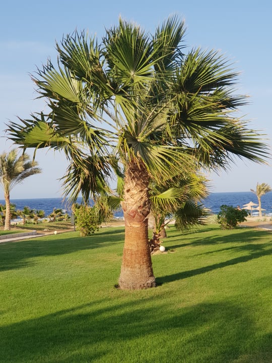 Gartenanlage Three Corners Sea Beach Resort