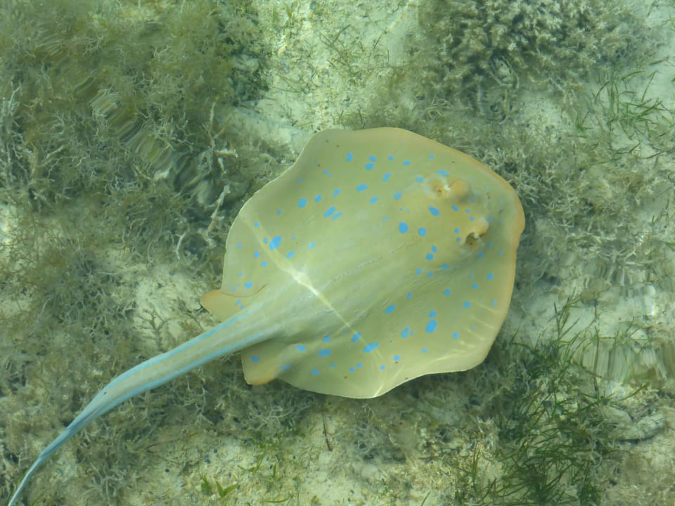 Strand Three Corners Fayrouz Plaza Beach Resort