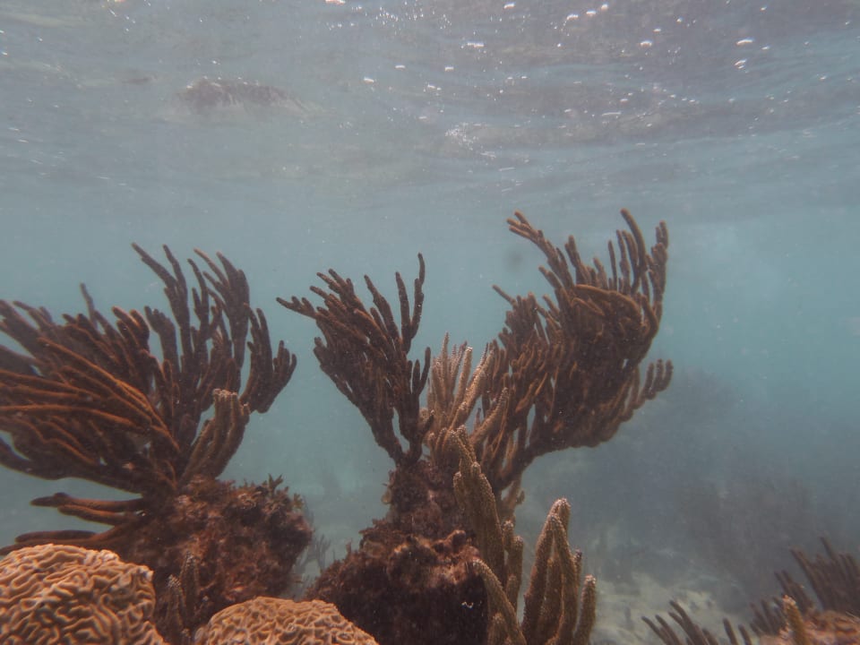 Sport & Freizeit Akumal Bay Beach & Wellness Resort