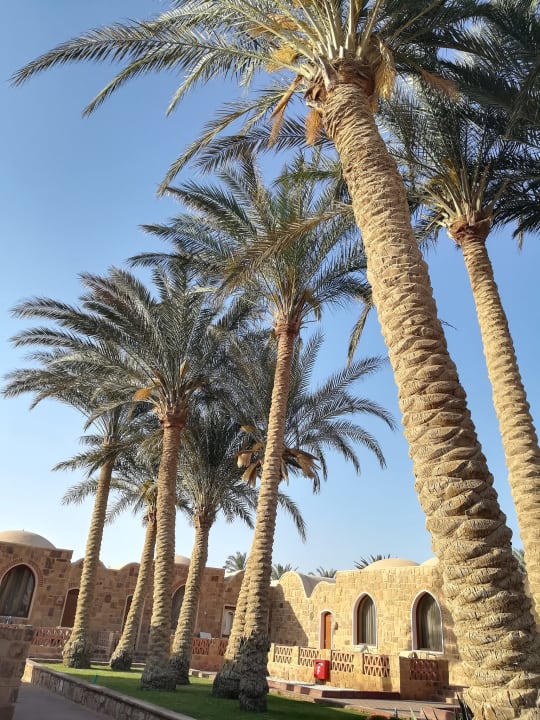 Gartenanlage Mövenpick Resort El Quseir