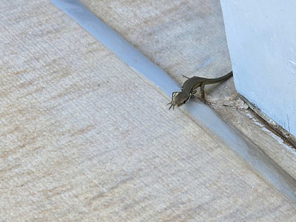 Gartenanlage Side Star Elegance