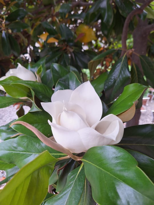 Gartenanlage Iberostar Waves Bellevue