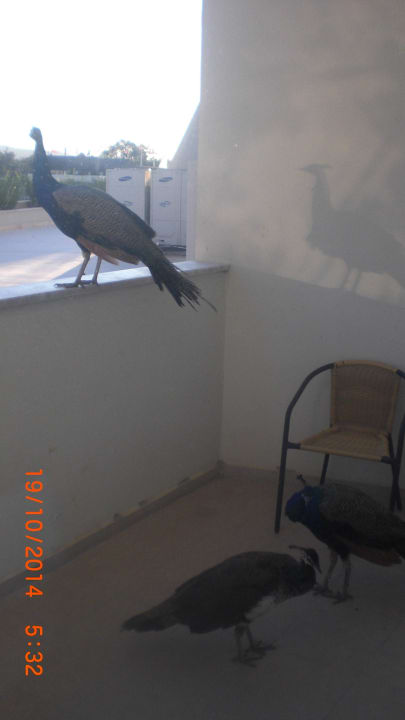Morgens Pfaue auf dem Balkon Seaden Sea Planet Resort & Spa
