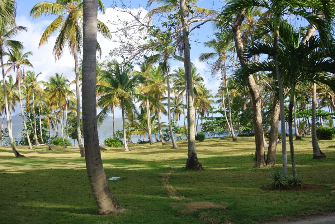 Palmen Wyndham Alltra Samana