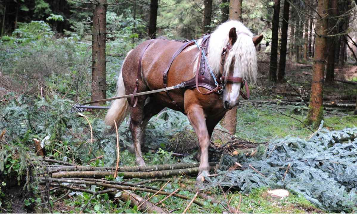 Sonstiges Hofgut Ratzenberg
