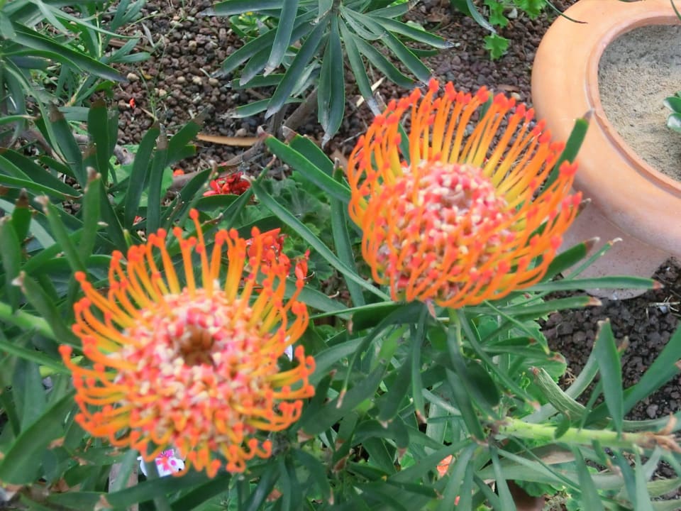 Überall seltene Pflanzen im gepflegten Garten Hotel Parque Tropical