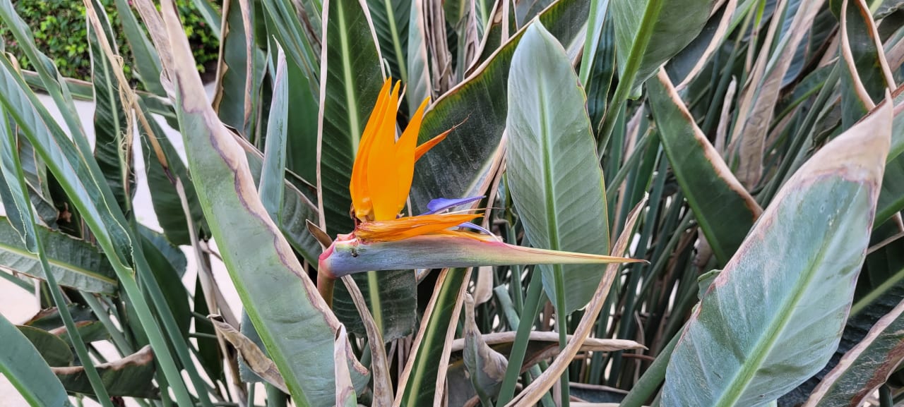 Gartenanlage Stella Beach Resort & Spa Makadi Bay