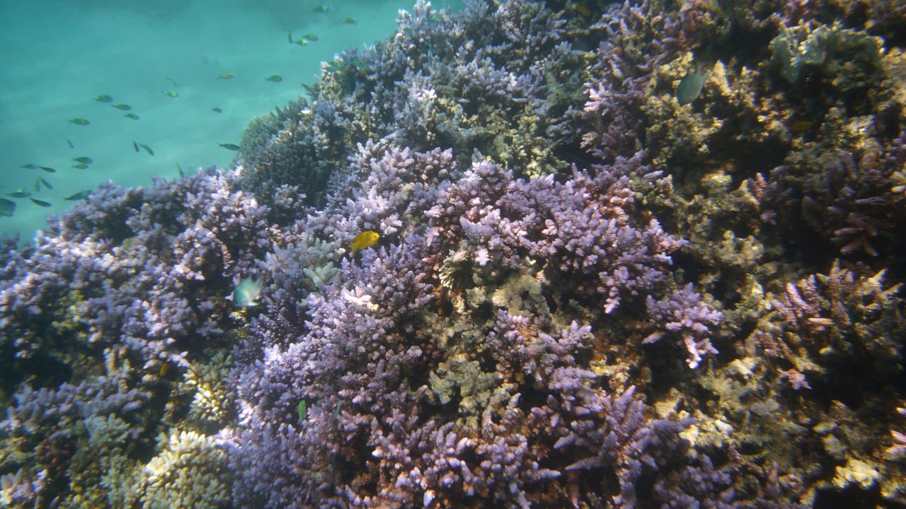 Sport & Freizeit Malikia Resort Abu Dabbab