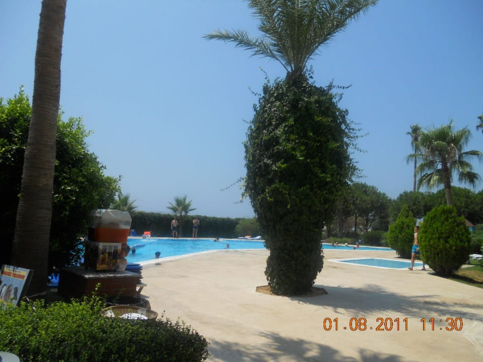 Super & immer was zum trinken da Club Turtas Beach Hotel