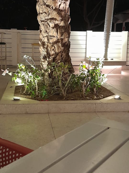 Gartenanlage Desert Rose