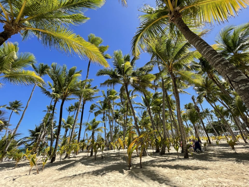 Gartenanlage Hotel Riu Palace Macao - Adults only