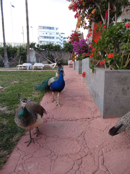 Die Haustiere HL Miraflor Suites Hotel