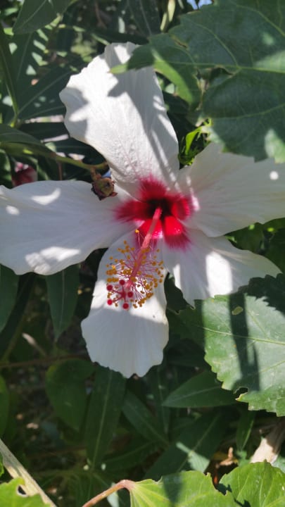 Schöne Blumen  Grand Hotel Holiday Resort