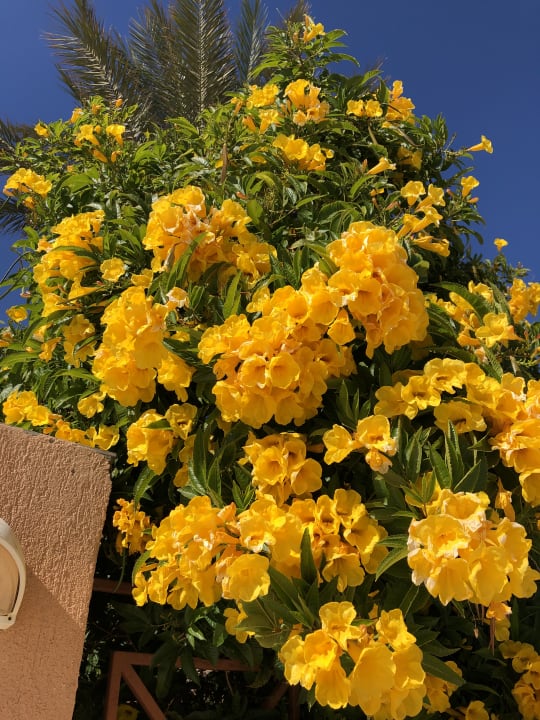 Garten Shams Prestige Abu Soma-Adults Only