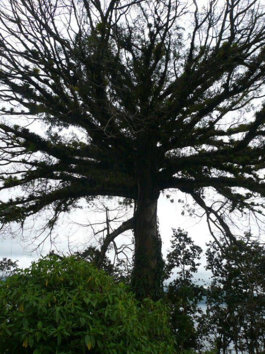 Ceiba Tree Ceiba Tree Lodge