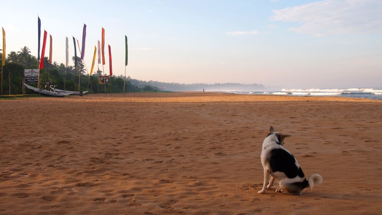 Mein Morgenspaziergangbegleiter Wunderbar Beach Club Hotel