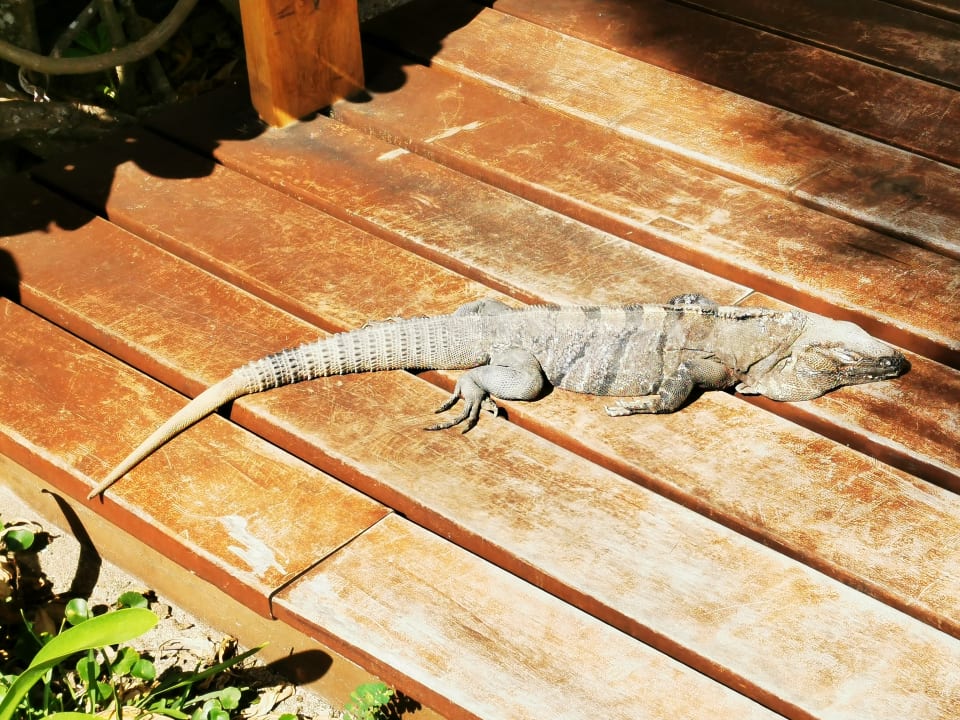 Sonstiges Akumal Bay Beach & Wellness Resort