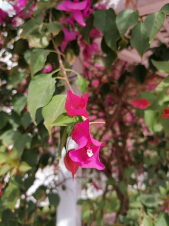Gartenanlage Desert Rose