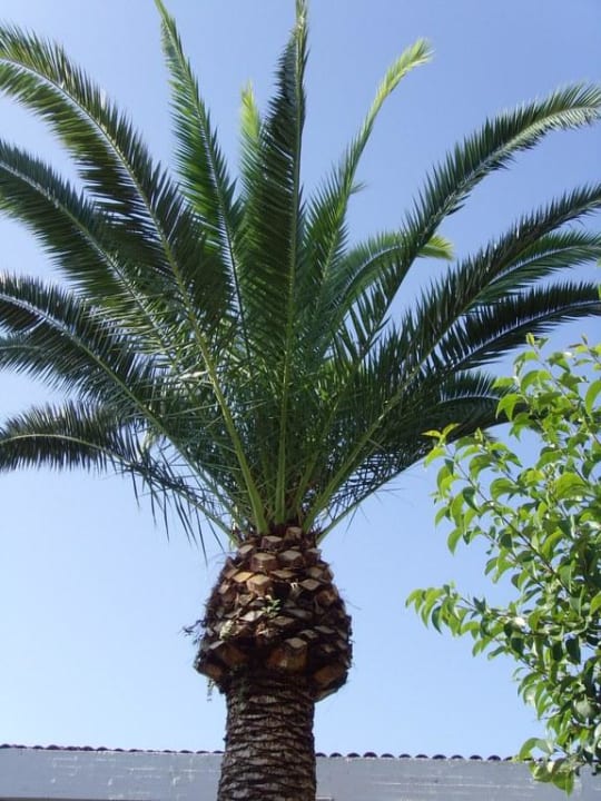 Liebevoll hergerichteter Gartenbereich des Hotels Aldiana Club Rocca Nettuno Calabria