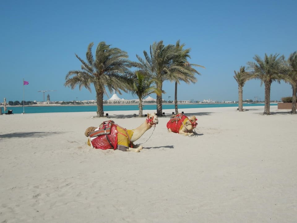 Strand mit Kamelen Emirates Palace Mandarin Oriental