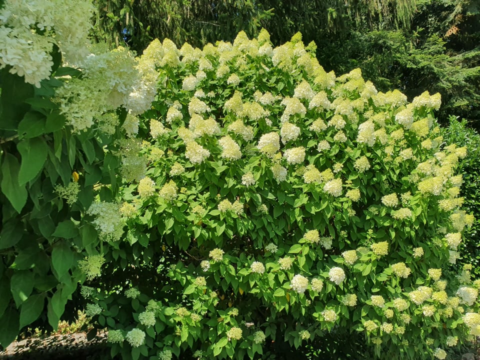 Gartenanlage Hotel Christiane