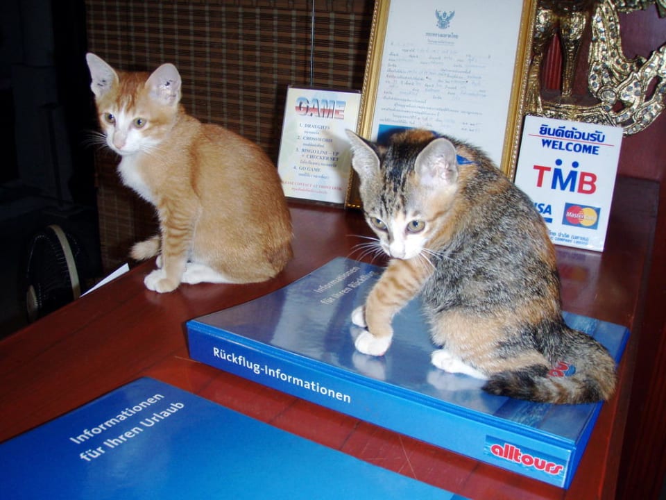 Katzen an der Rezeption Hotel The Privacy Beach Resort & Spa