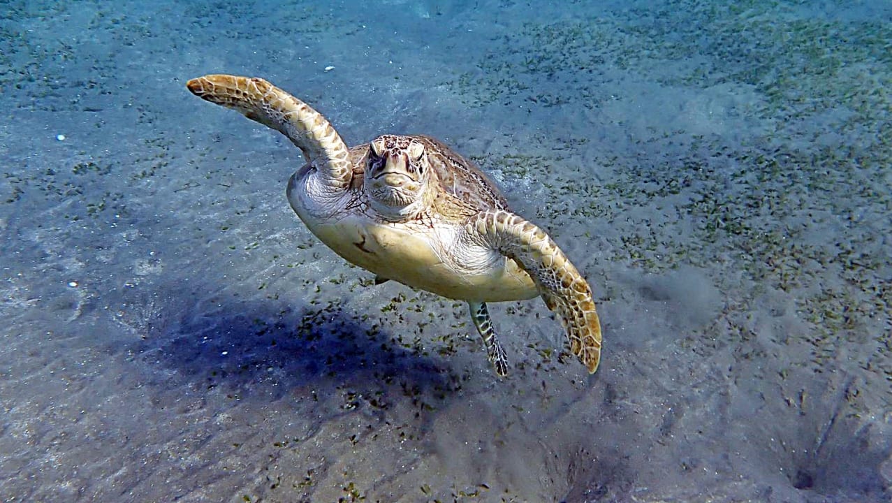 Strand Shams Alam Beach Resort