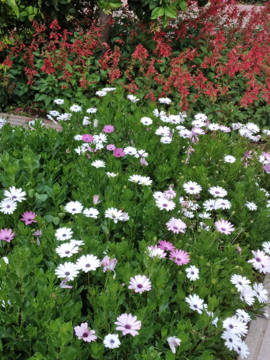 Gartenanlage Can Garden Beach