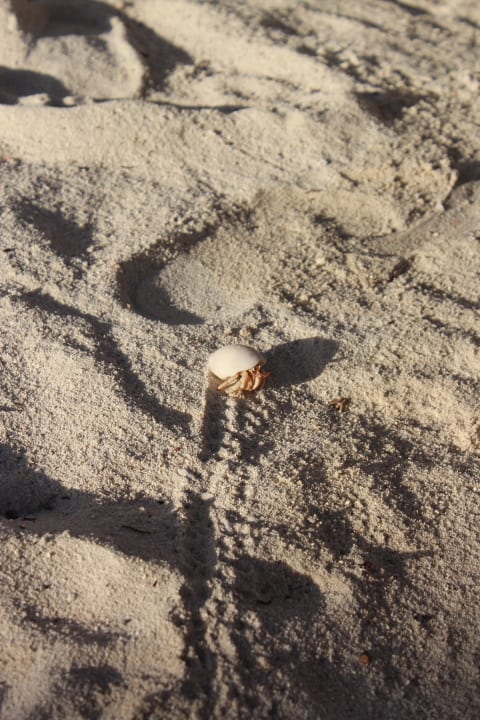 Einsiedlerkrebs Summer Island Maldives