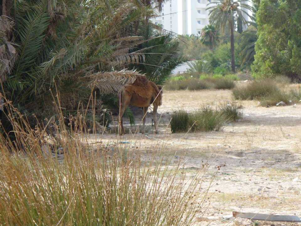 Ein Kamel Hotel Amir Palace