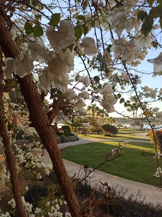 Ausblick Steigenberger Coraya Beach - Adults only