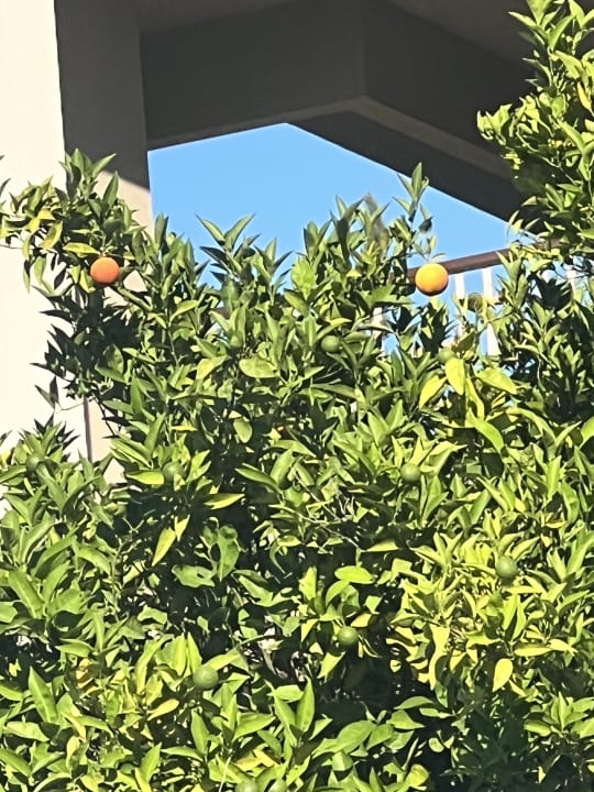 Gartenanlage Sunis Elita Beach Resort & Spa