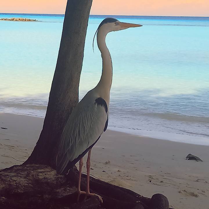 Strand Summer Island Maldives