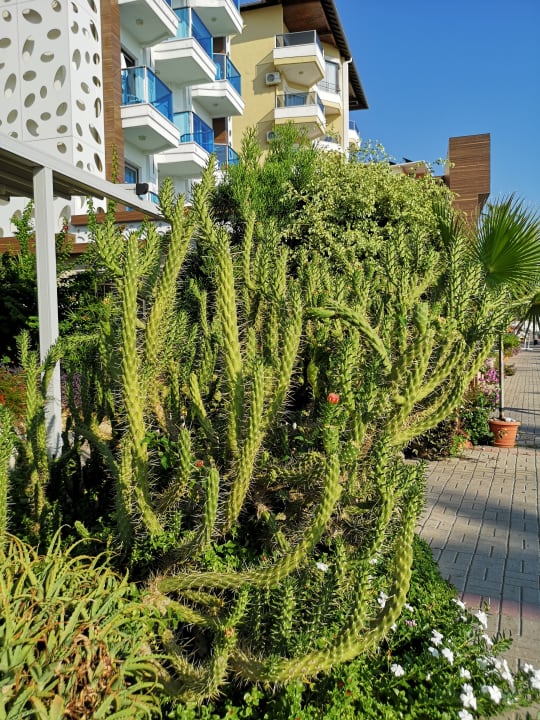 Gartenanlage Kleopatra Celine Hotel