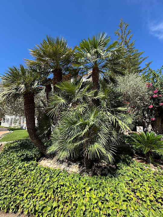 Außenansicht Alcudia Garden Aparthotel