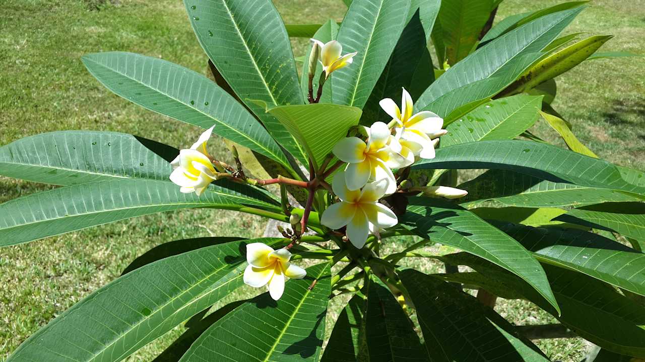 Gartenanlage Woodlawn Villas Koh Tao