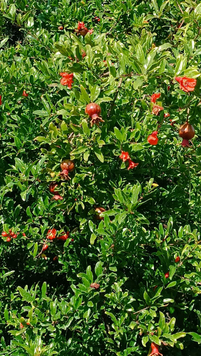 Gartenanlage Clover Magic Nova Beach