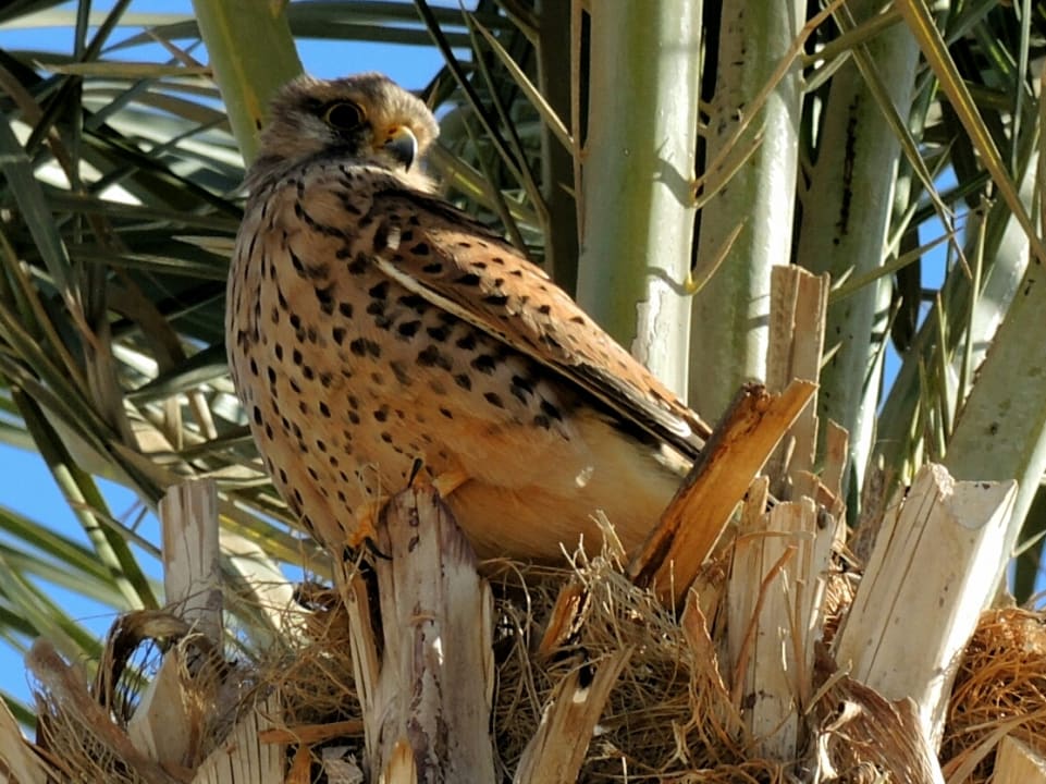 Besuch am Strand! Falke! Steigenberger Aqua Magic