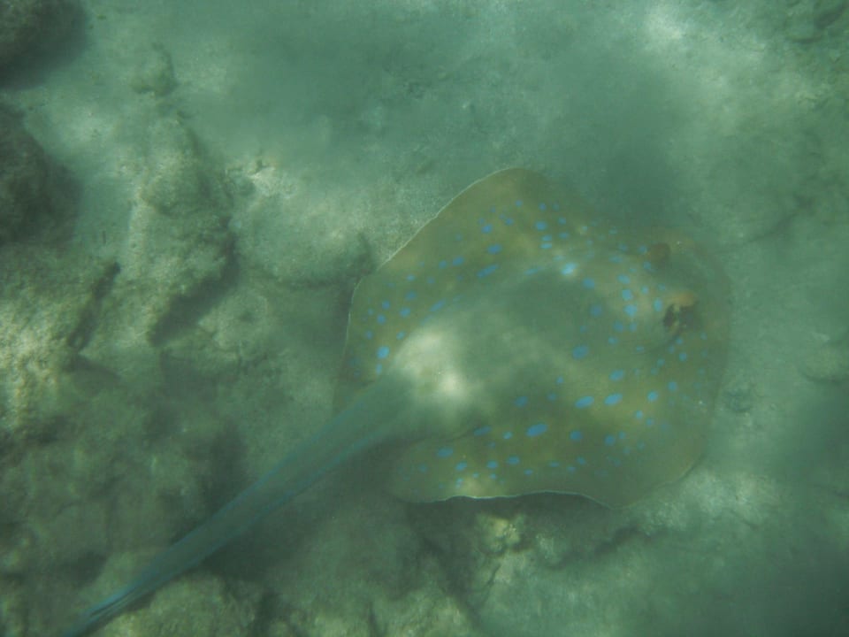 In der Lagune Pickalbatros Citadel Resort