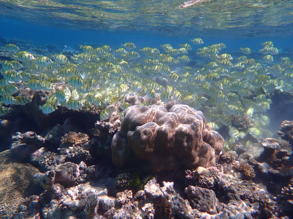 Sport & Freizeit NH Collection Maldives Havodda Resort