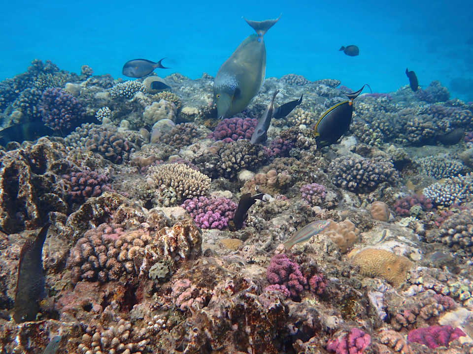 Strand Malikia Resort Abu Dabbab