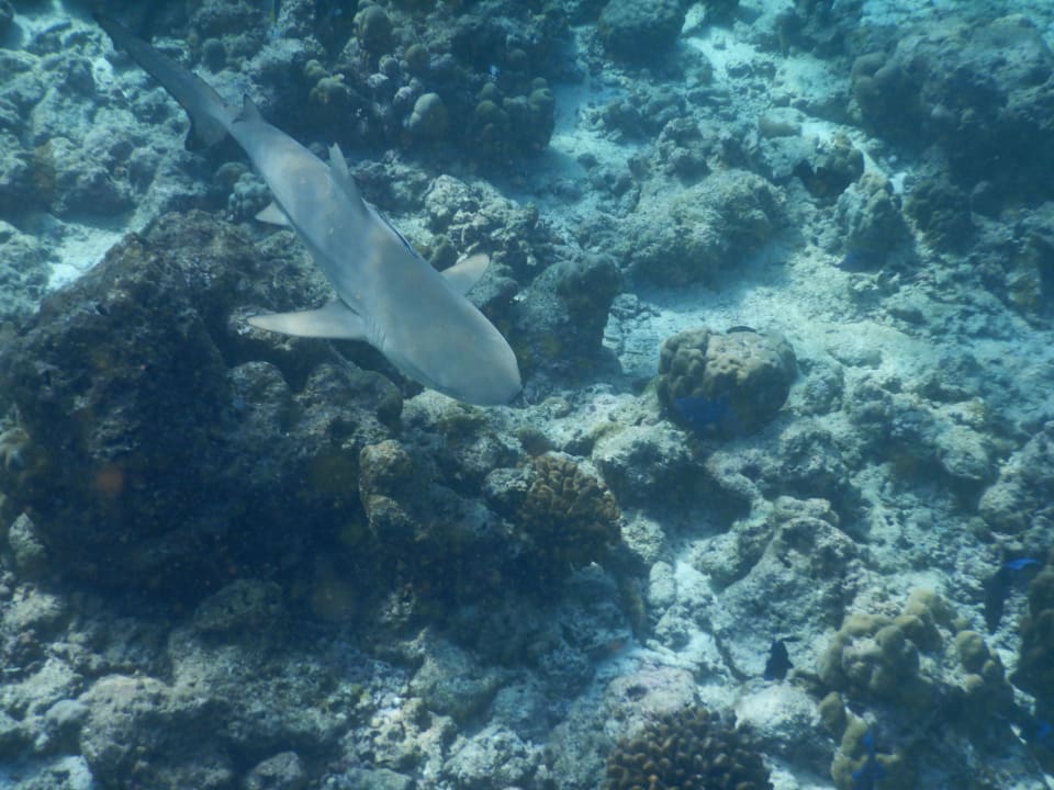 Sport & Freizeit NH Collection Maldives Reethi Resort