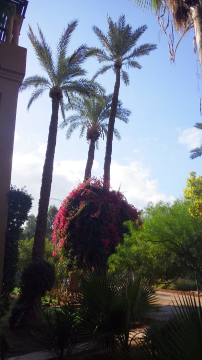 Palmenbereich Hotel Riu Tikida Garden - Adults Only