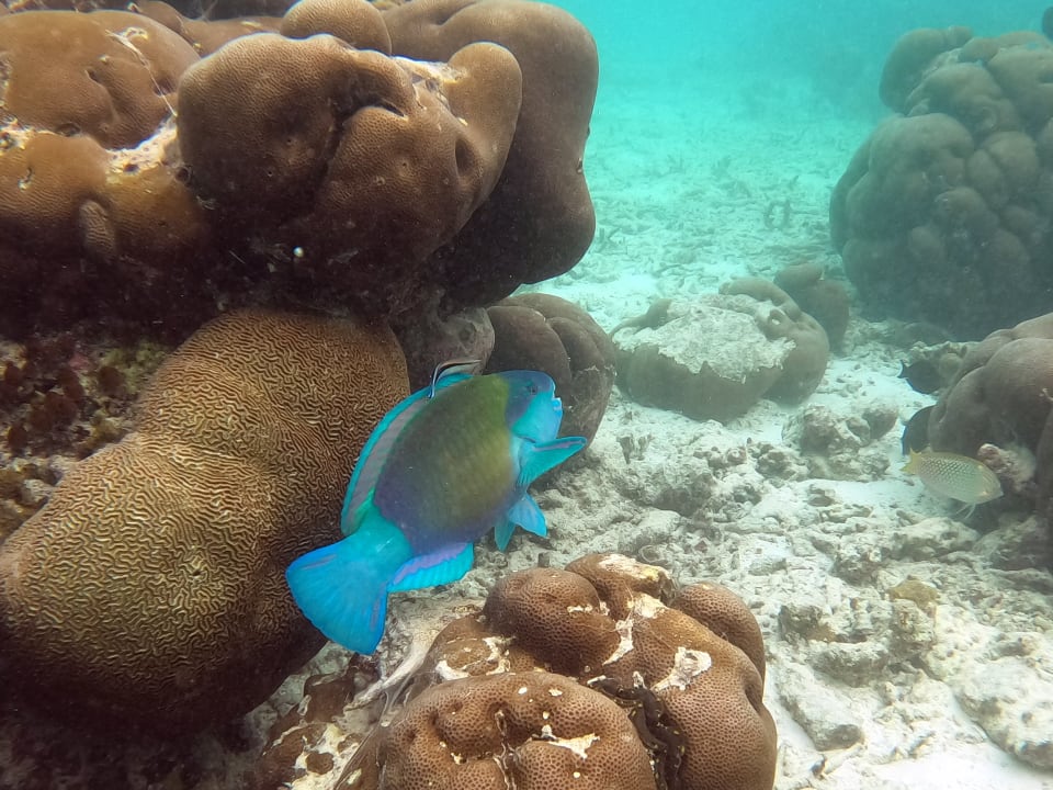 Sport & Freizeit Kihaa Maldives