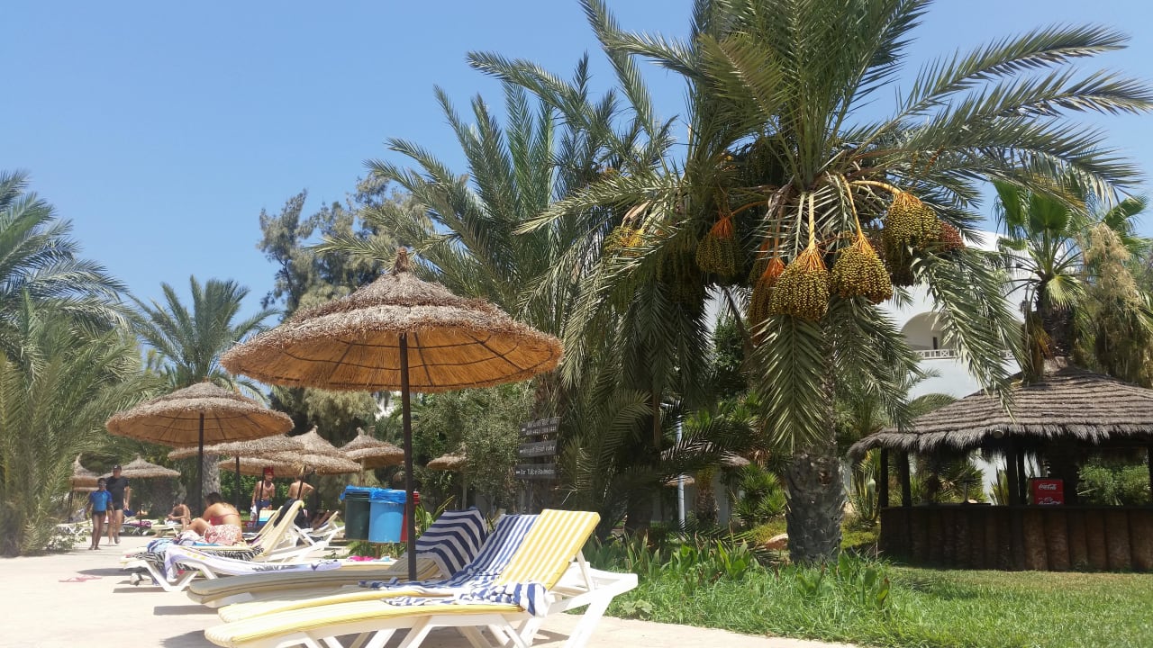 Olivenbäume Hotel Djerba Resort