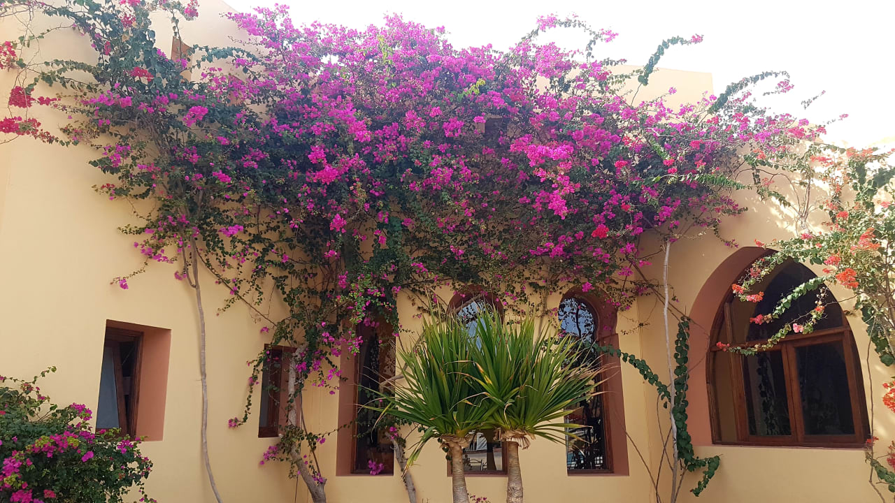 Gartenanlage Steigenberger Coraya Beach - Adults only