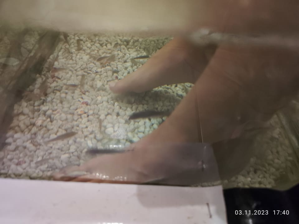 Sport & Freizeit Serenity Alma Heights